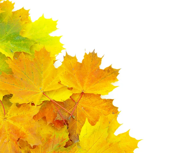 Autumn maple leaves — Stock Photo, Image