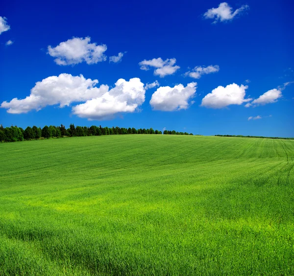 Zöld mező és kék ég — Stock Fotó