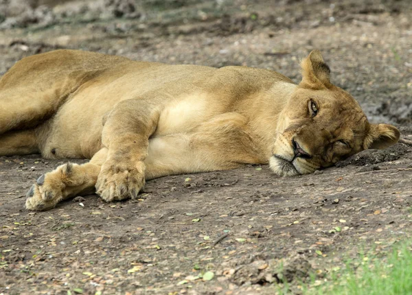 Lioness taking a short nap — Stock Photo, Image