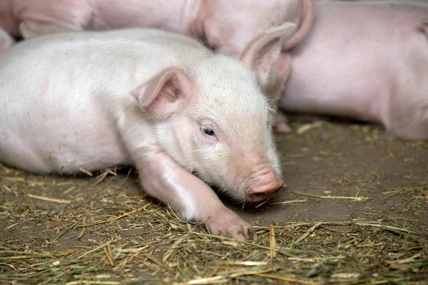 Little piglets and mother — Stock Photo, Image