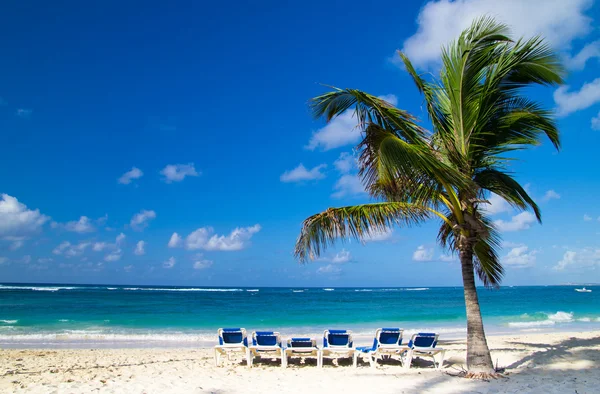 Beach chairs under palm — Stock Photo, Image