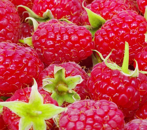 Framboises fraîches douces — Photo