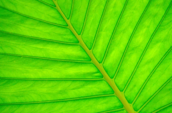 Textura de hoja verde —  Fotos de Stock