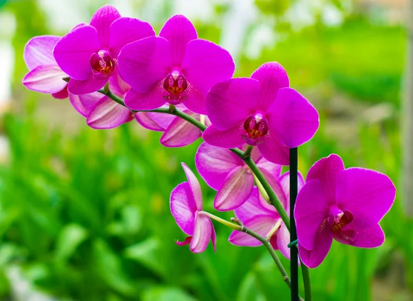 Lindas flores de orquídea — Fotografia de Stock