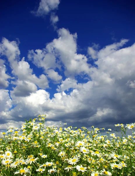 曇り空のカモミールの花 — ストック写真