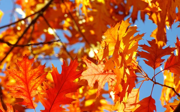 Hojas de otoño fondo — Foto de Stock