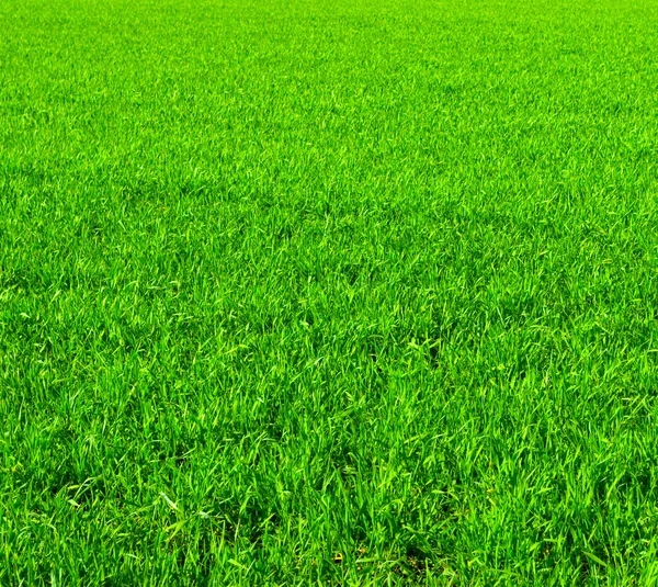 Vacker grön gräsmatta — Stockfoto