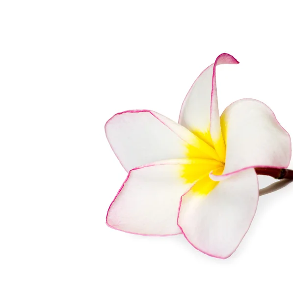 Frangipani flor fresca — Foto de Stock