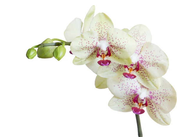 Witte orchidee bloem — Stockfoto