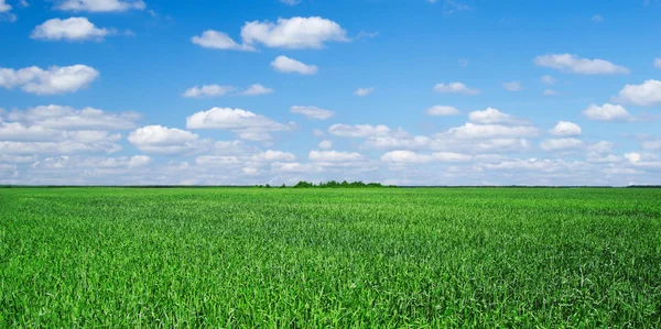 Campo verde e céu azul — Fotografia de Stock