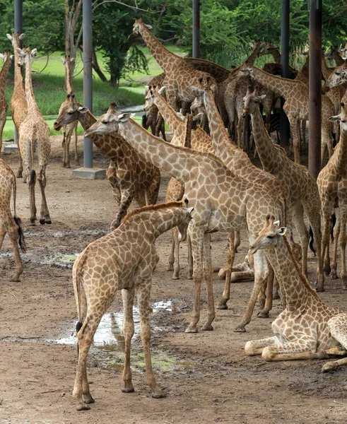 Жирафы в зоопарке — стоковое фото