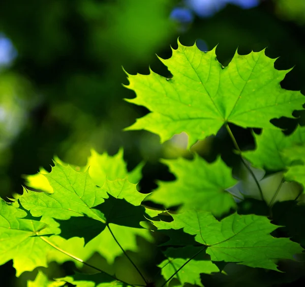 Groene bladeren achtergrond — Stockfoto