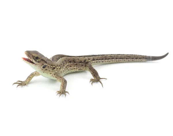 Small lizard isolated — Stock Photo, Image