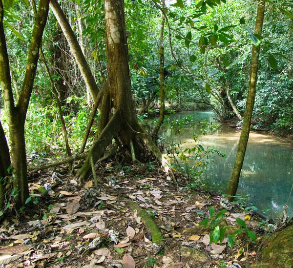 Stream in the tropical jungle — Stock Photo, Image