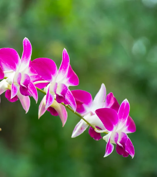 Piękne kwiaty orchidei — Zdjęcie stockowe