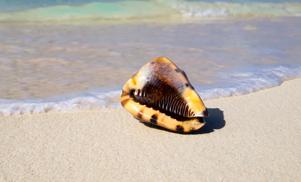 Spiaggia e mare tropicale — Foto Stock