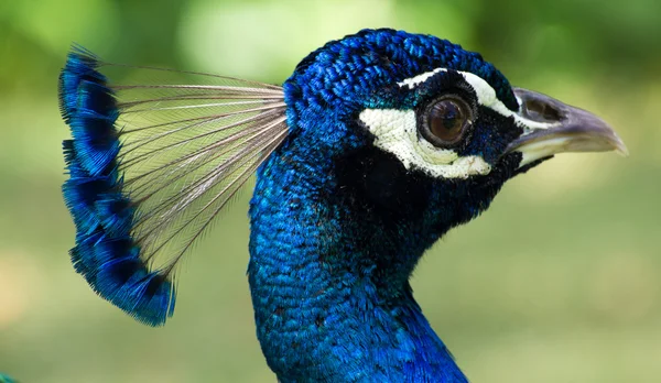 Yeşil renkli peacock — Stok fotoğraf