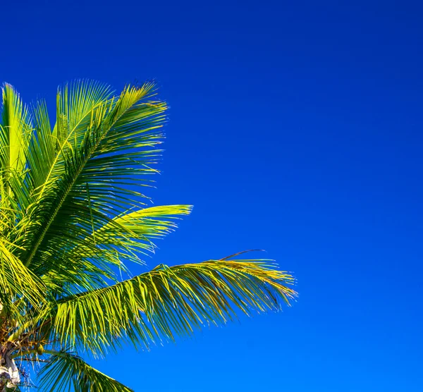 Palm tree on the sky — Stock Photo, Image