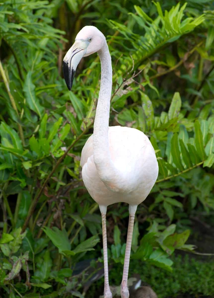 Flamingo i vattnet — Stockfoto