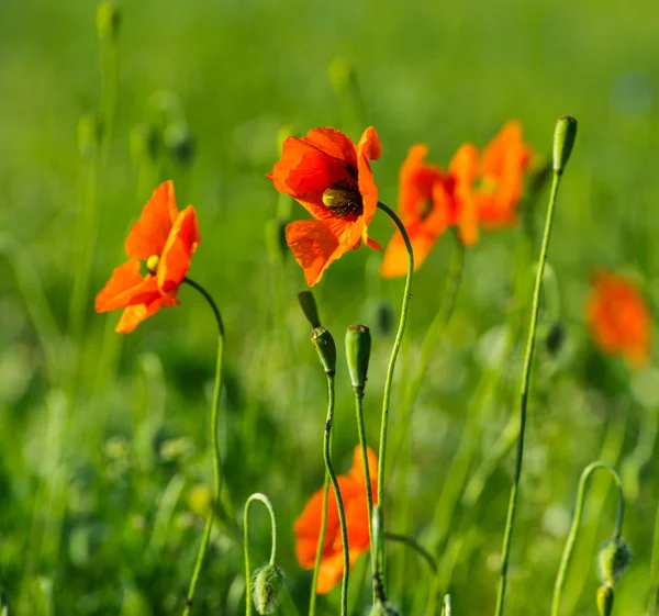 Fiori di papaveri rossi — Foto Stock