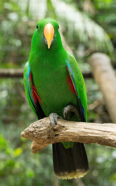 Parrot bird sitting