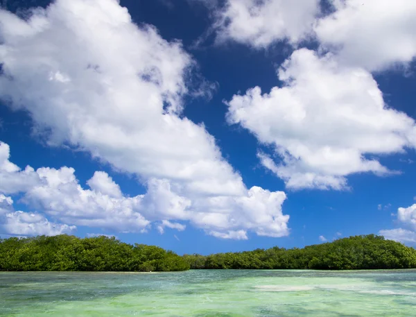 Mangrovebomen in Caribische zee — Stockfoto