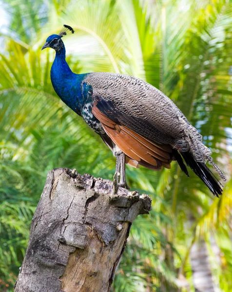 Pavone su sfondo verde — Foto Stock