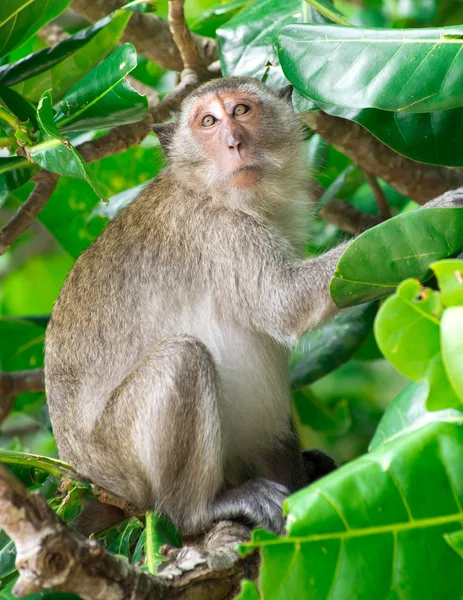 Macaco sentado na árvore — Fotografia de Stock