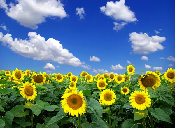 Sunflowers field and sky Royalty Free Stock Photos