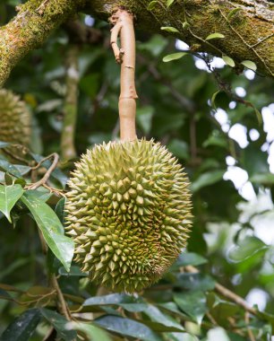 taze durian ağaç üzerinde