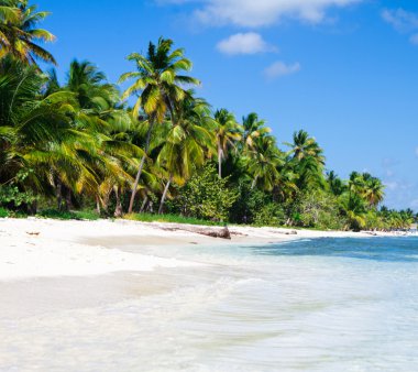 Tropik sahilde palmiye ağaçları