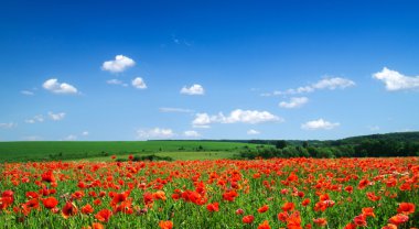 Haşhaş flowersagainst gökyüzü