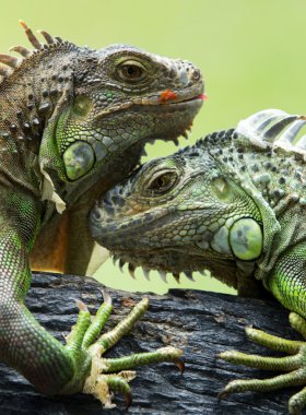 Ağaç dalı üzerinde yeşil Iguanas