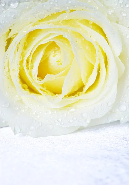 Rosa blanca fresca — Foto de Stock