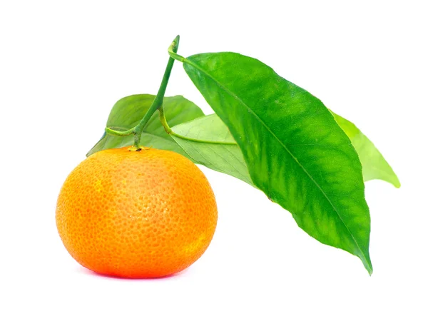 Una mandarina fresca — Foto de Stock