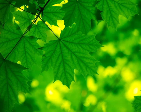Естественный зеленый фон — стоковое фото
