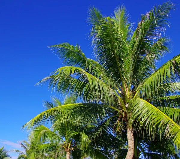 Palmera verde —  Fotos de Stock