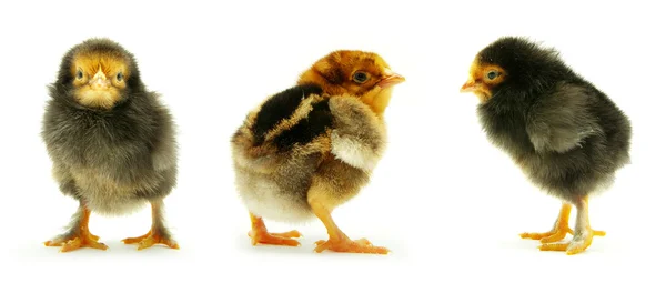 Little babies chicken — Stock Photo, Image