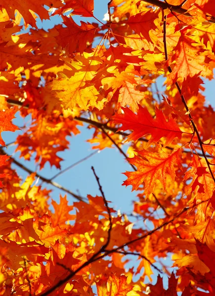 Hojas de otoño fondo —  Fotos de Stock