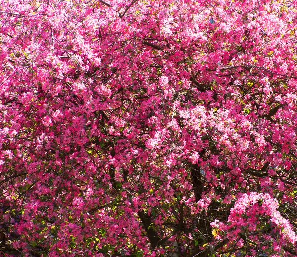 Spring  cherry flowers — Stock Photo, Image