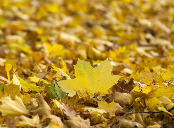 Fogliame nel parco autunnale — Foto Stock