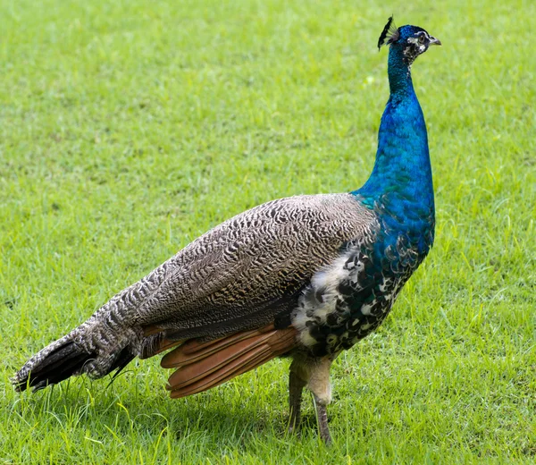 Pfau auf grünem Hintergrund — Stockfoto