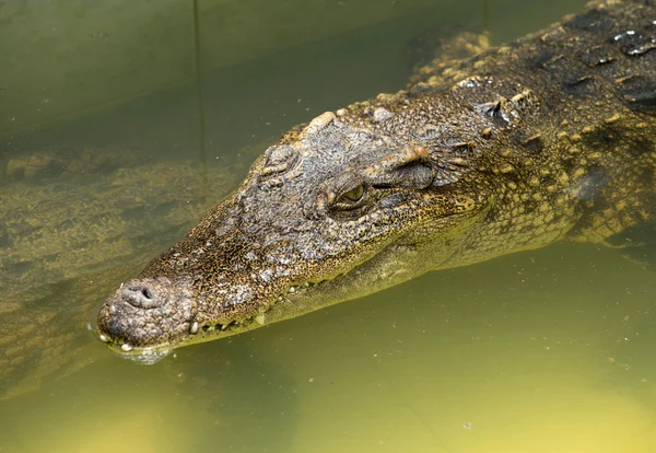 Close up of an Alligator — Stock Photo, Image