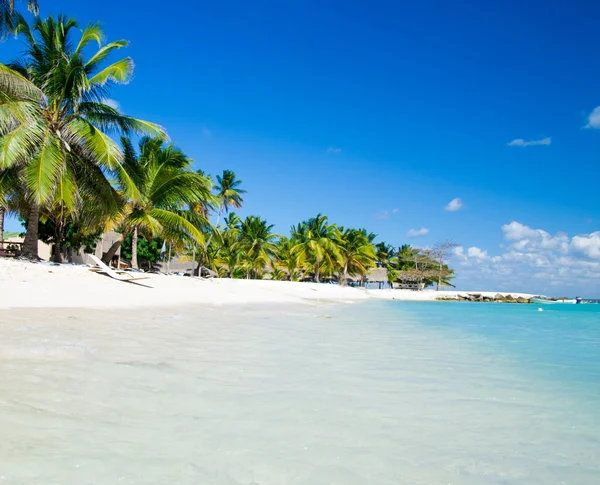 Palmer på tropisk strand — Stockfoto