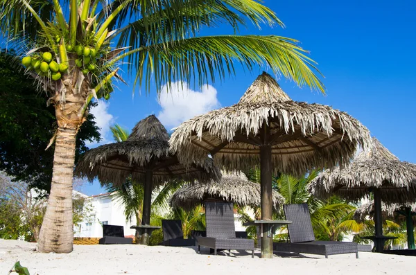 Strandstoelen onder een palmbomen — Stockfoto