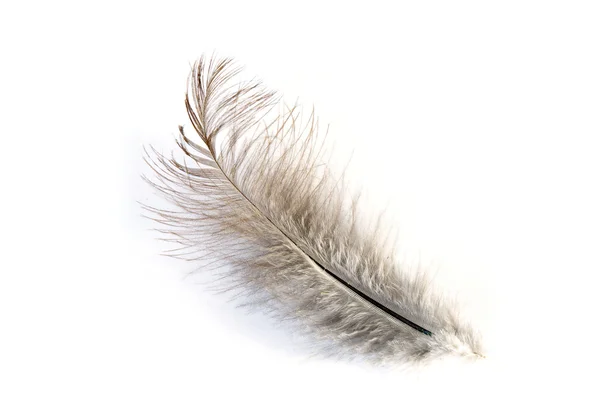 One grey feather — Stock Photo, Image