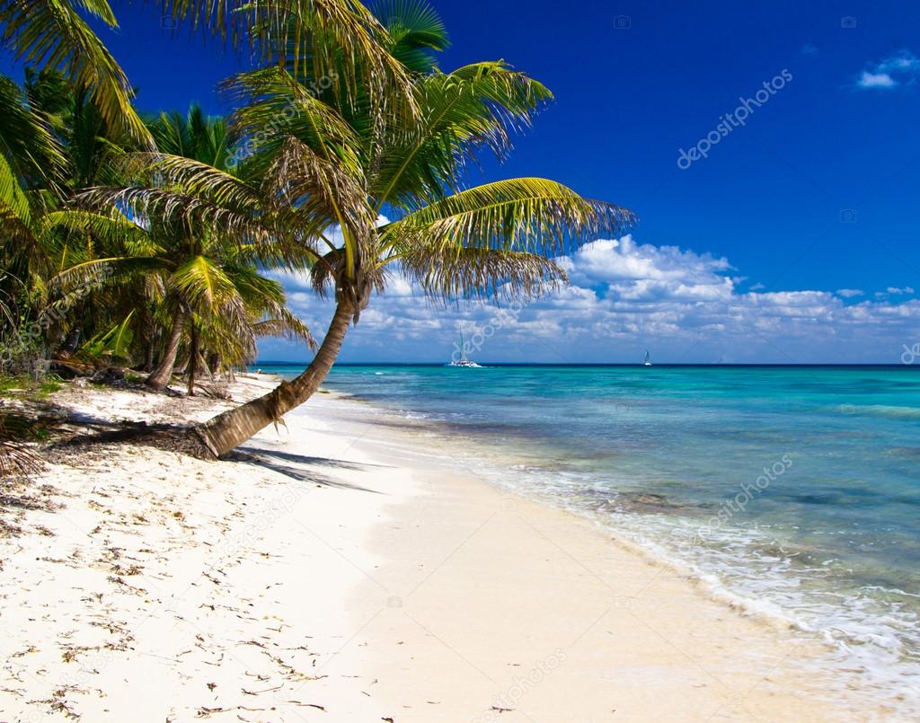 Palms and sea beach
