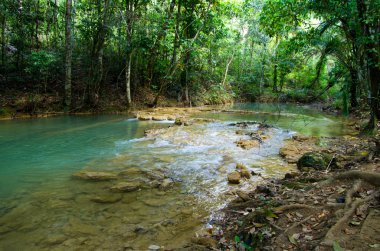 Tropikal orman akışında