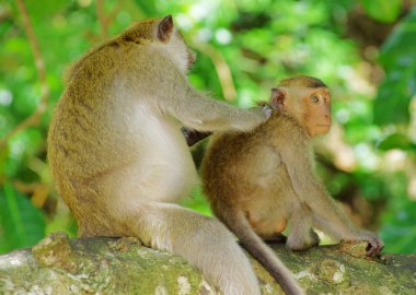 Ağaç üzerinde oturan Monkies