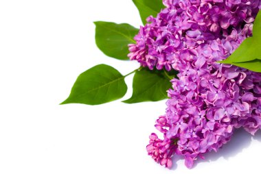 Mor Eflatun çiçekler